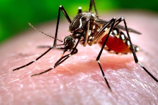 Casos de dengue aumentan: se han presentado 98.739 en lo transcurrido del año en todo el país.